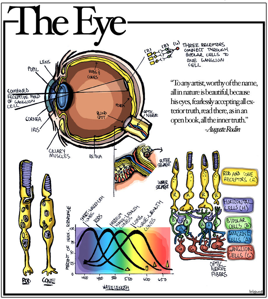 Beautiful and Artistic Rendition of the Eye!