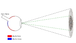 Diagrams Of Rods Cones And Parts Of The Eye Everyday Spacer Blog